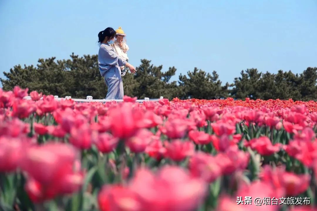 吃遍烟台玩遍美景,带你玩遍烟台