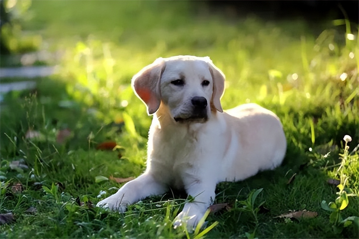 拉布拉多幼犬多少钱一只500元,拉布拉多幼犬多少钱一只市场价