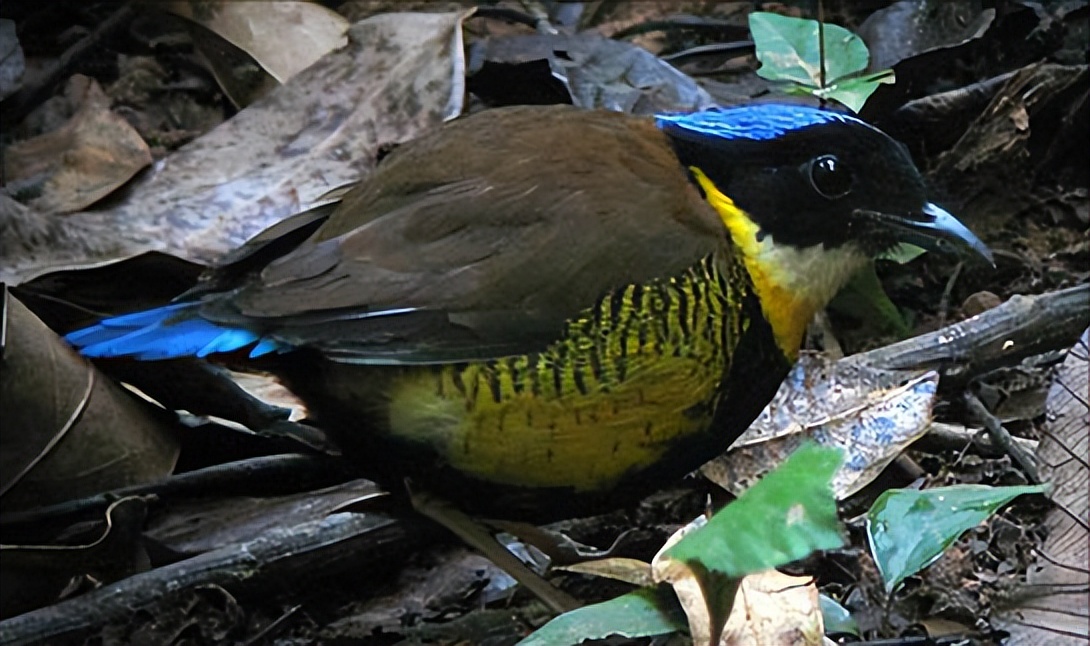 鸟儿大全高清图,高清珍稀鸟动态图片大全