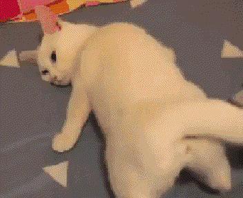 猫咪在交配的时候，究竟爽不爽？