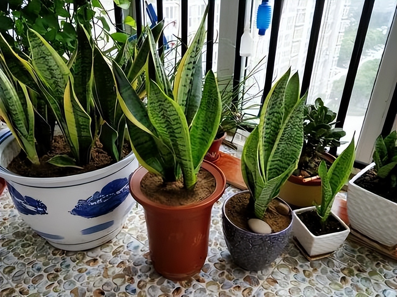 家里养花不养人的说法,家里花养不起来是不是风水不好