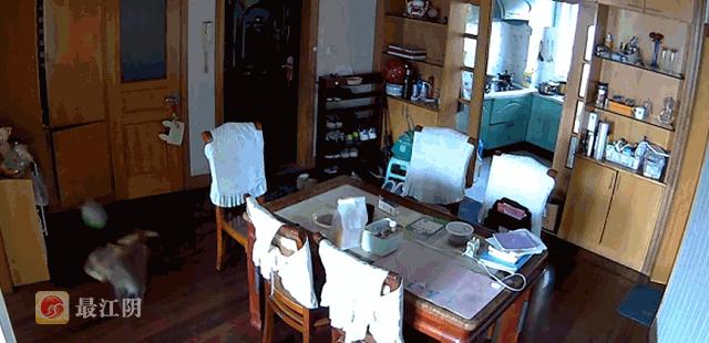 无锡人注意了,猴王出逃