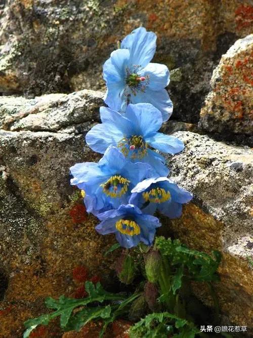 美得令人惊艳的花,世上最美的十种花样子