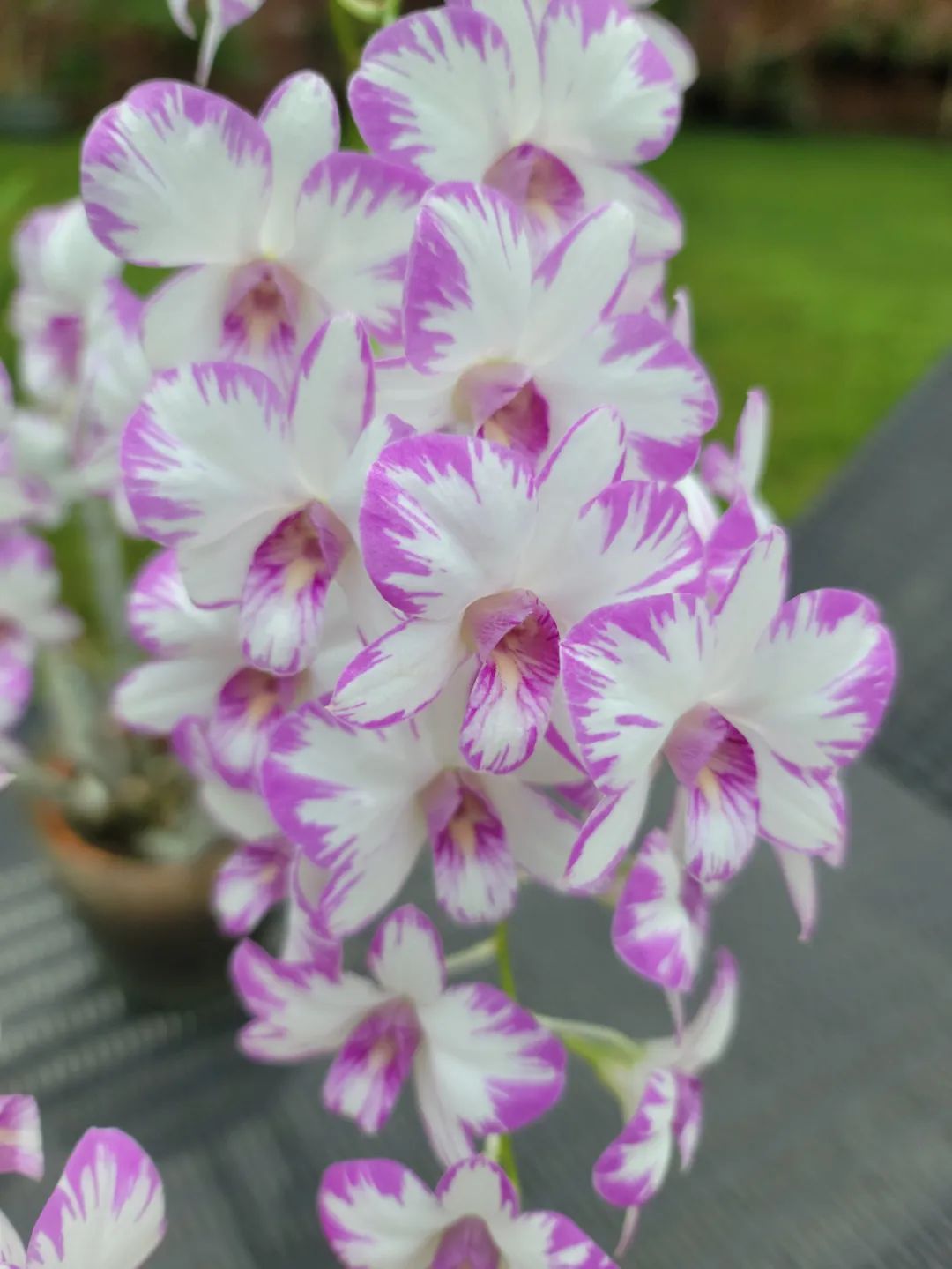 石斛兰花盛开香气四溢,石斛兰花怎么养才好看