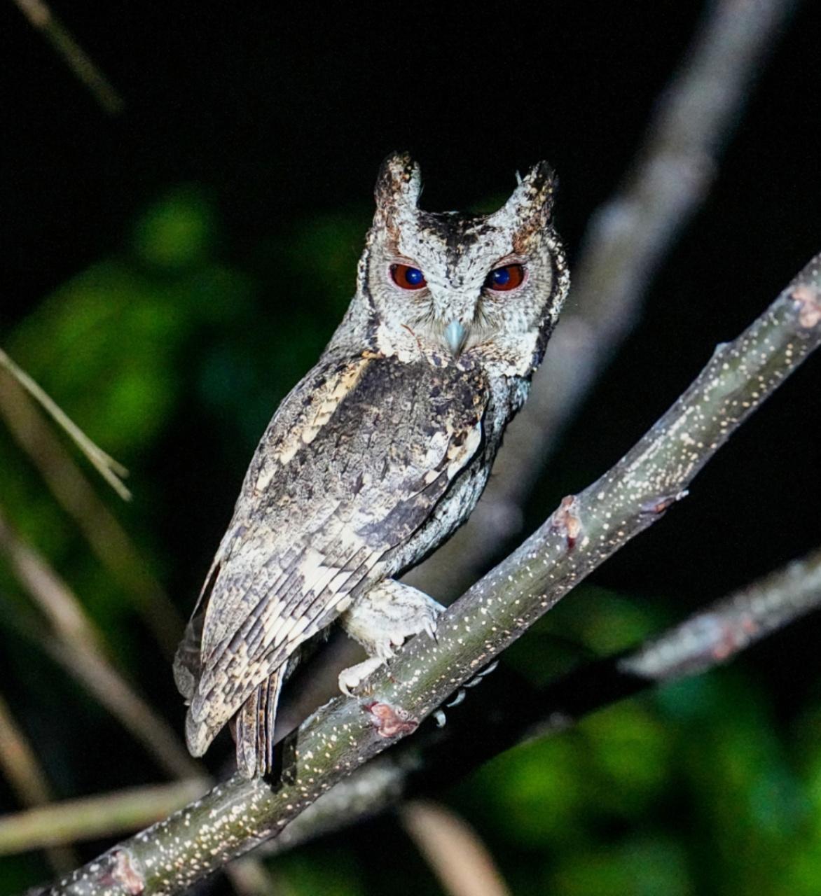 海南观鸟随记5霸王岭儋州湾勺嘴鹬领角鸮仓鸮