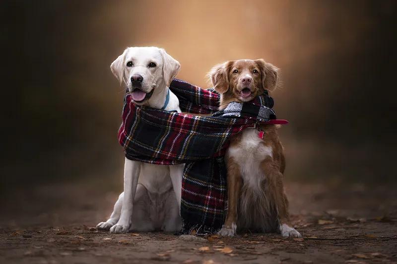幼犬狗狗应该吃什么狗粮,狗狗一般吃什么狗粮经济又实惠