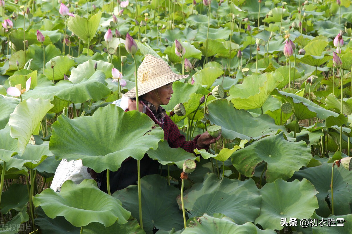 季夏莲蓬诗词六首：荷花正闹莲蓬嫩，蜡房仰卧万花枝