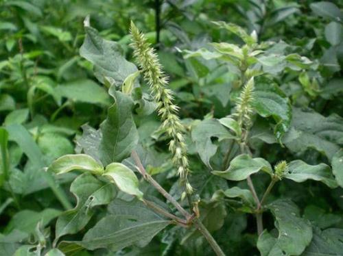 农村这种杂草吃起来十分美味,农村常见的煲汤草