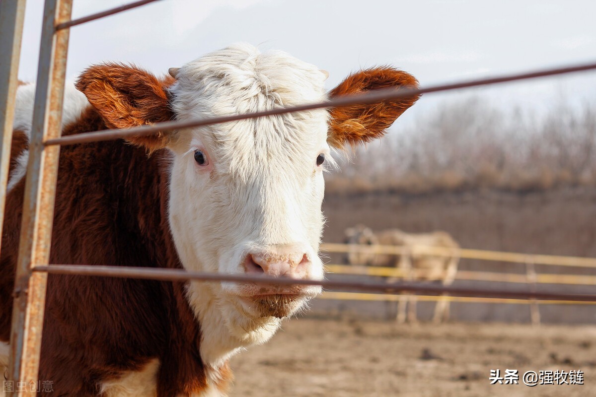 买牛的正确方法和技巧,买牛的套路和方法