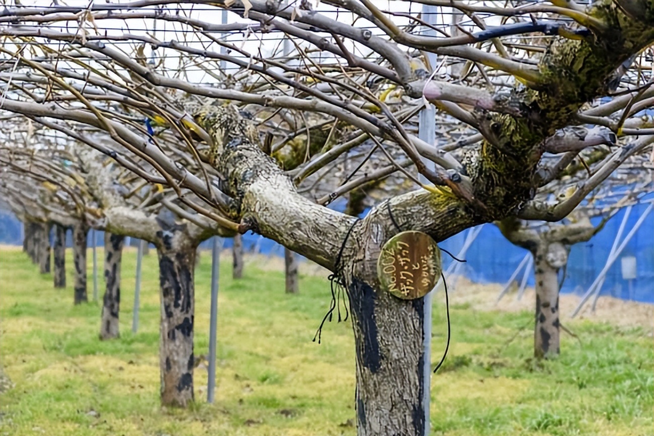 怎样进行各种嫁接？提高成功率的关键因素有哪些？