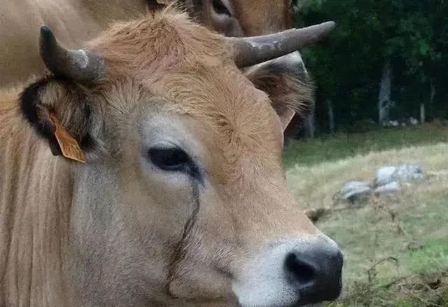 我的故事:轻易莫要发毒誓，小心赌约变成真