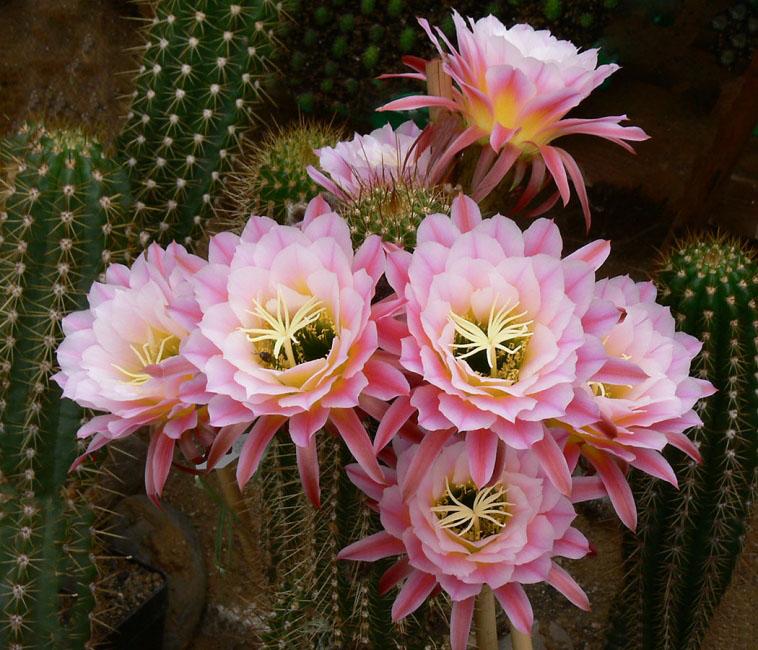 毛花柱仙人球品种大全,顶级精品仙人球花