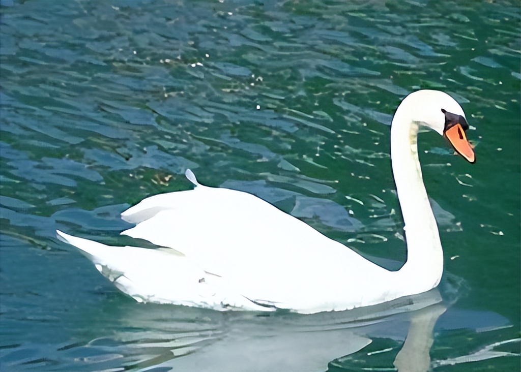 古希腊罗马文明对文化的影响,古希腊罗马为何不称为文明古国