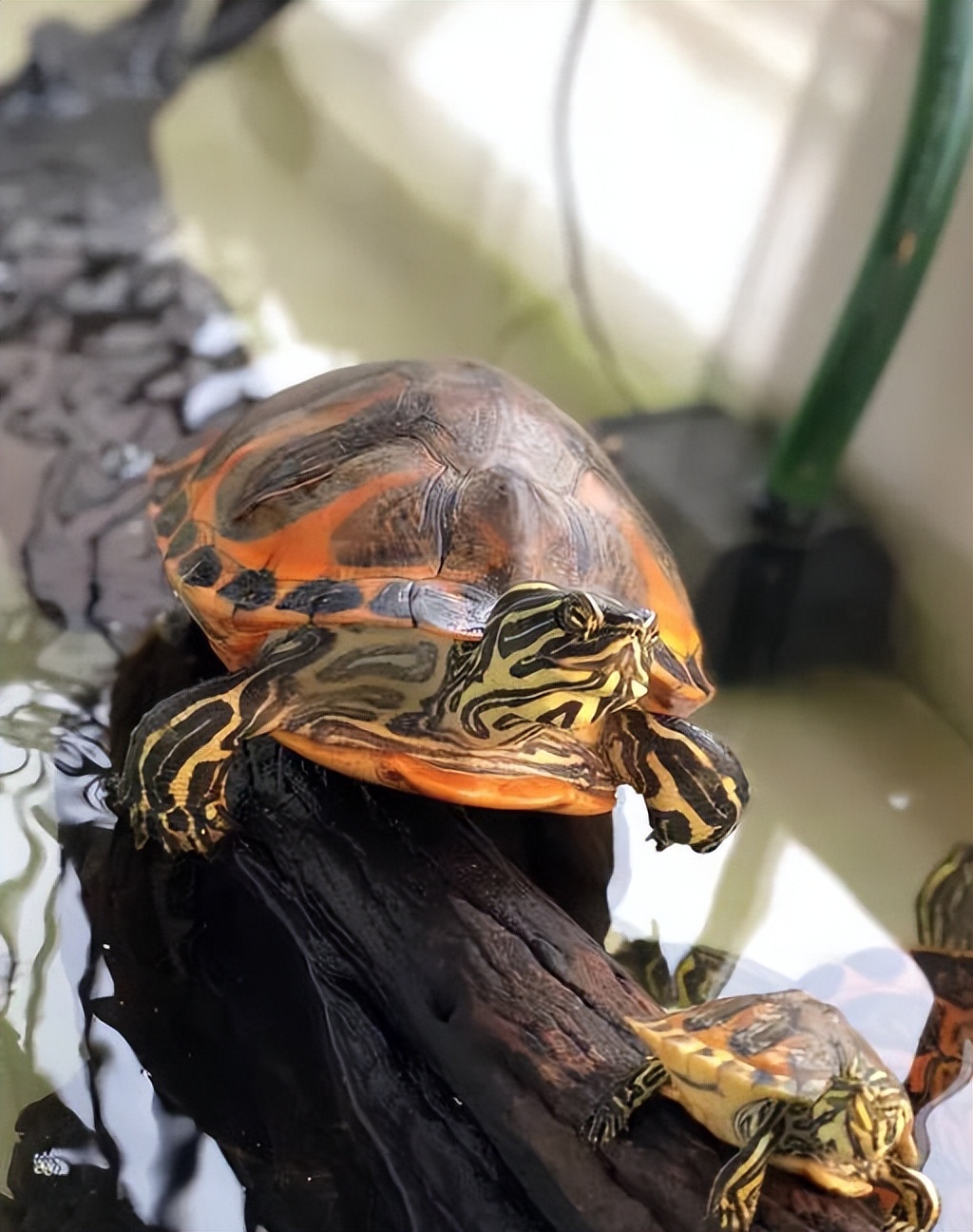 宠物乌龟饲养视频,宠物乌龟饲养方法