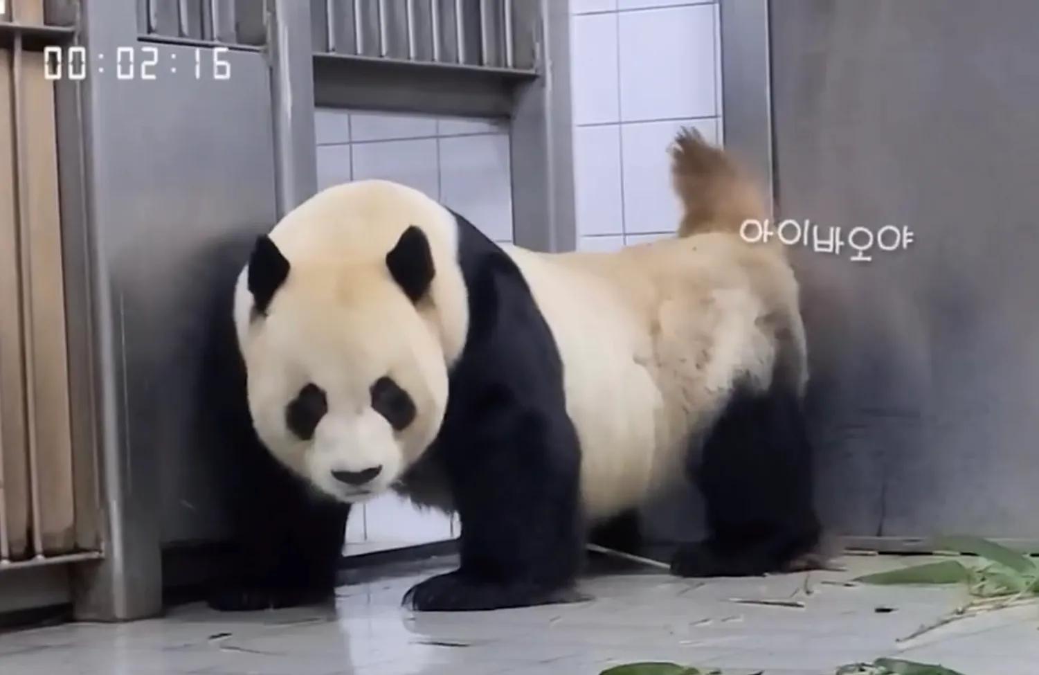 央妈也蹭热度官宣爱宝二胎，宝家族自然繁育的故事，再次开花结果