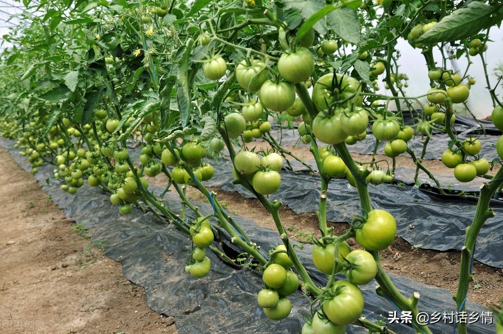 教你一个种植蔬菜的办法,适合新手的蔬菜种植技术