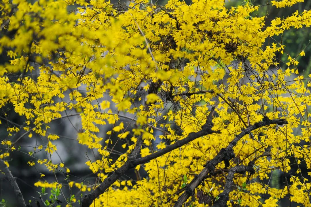 济南周边春天赏花全攻略,济南春日赏花攻略已送达