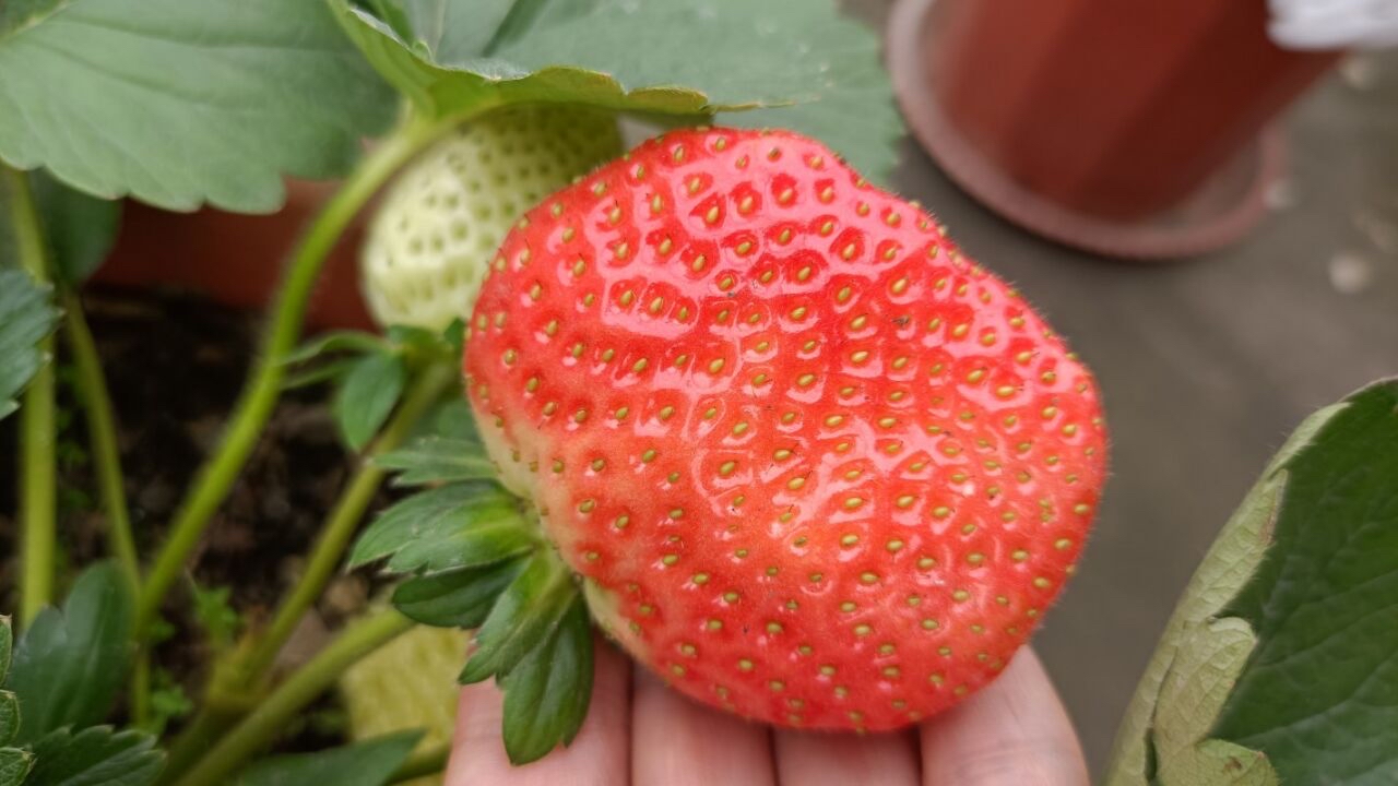 阳台种草莓的技巧和正确方式,在家里阳台种草莓收获时的喜悦
