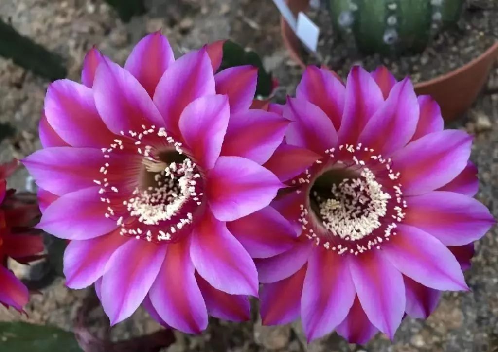 200种·仙人球开花图鉴，大开眼界，美到爆