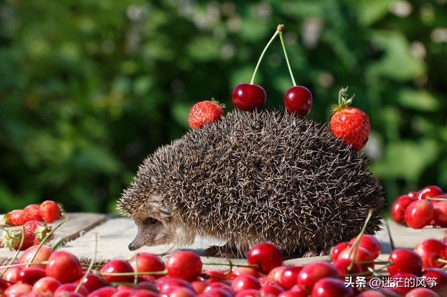 今日人生如棋局的经典语录大全,今日人生世事如常经典语录大全