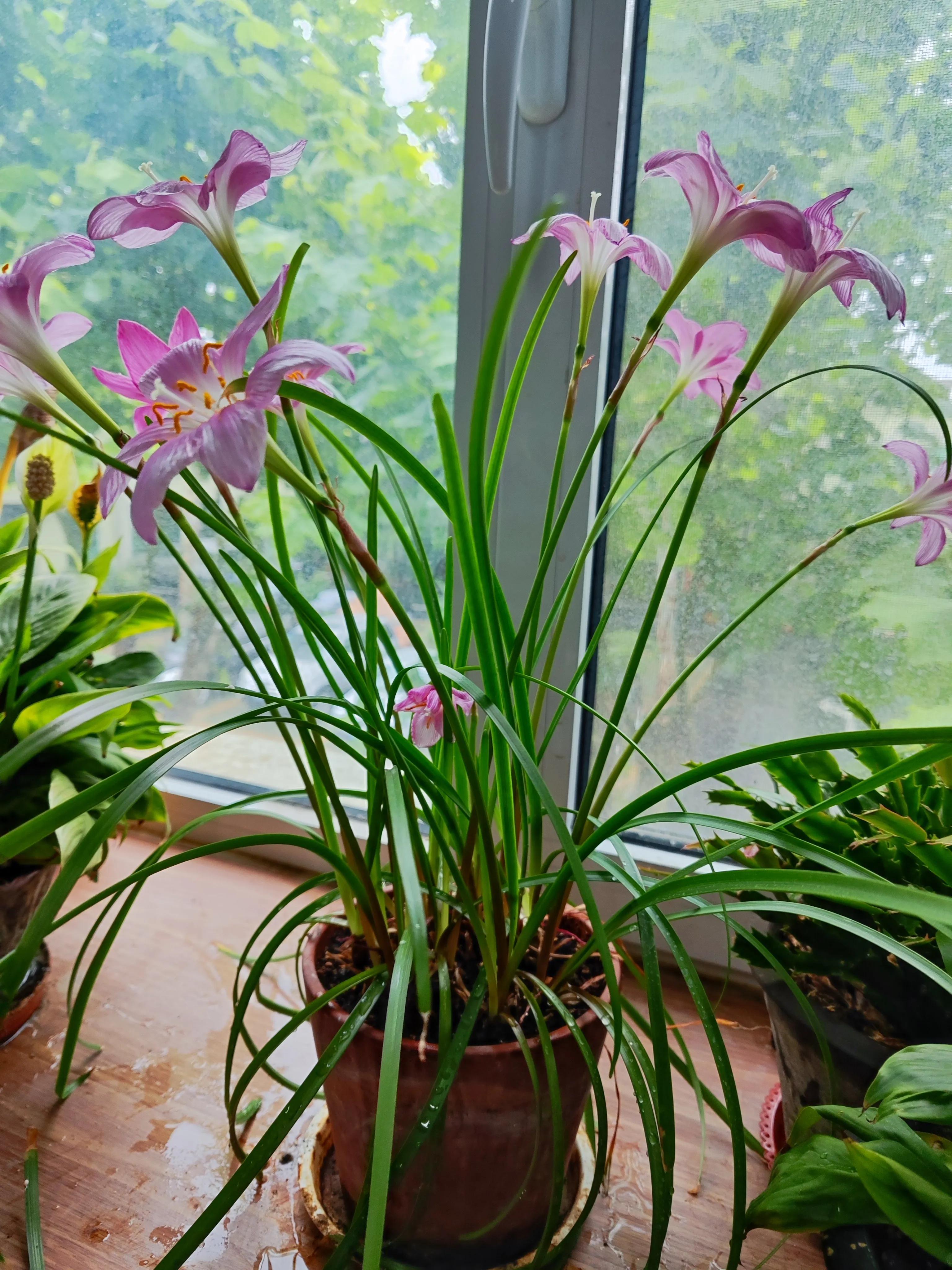 养花不只是欣赏花盆也很重要,养花不只有花开