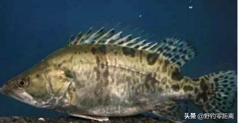 台钓如何钓到鳜鱼?不仅看缘分,还得碰运气