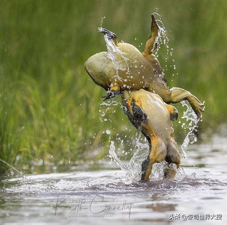 25张万分之一机会拍到的精彩瞬间，晚一秒都拍不到