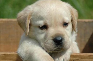 不建议饲养拉布拉多犬的几个理由,养拉布拉多不得不知的6件事