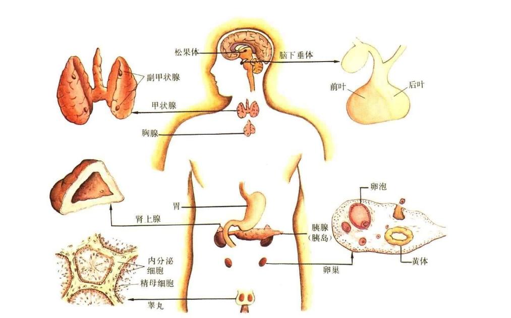 糖尿病初期是不是不能吃太好的药,糖尿病的功能性损害怎么治疗