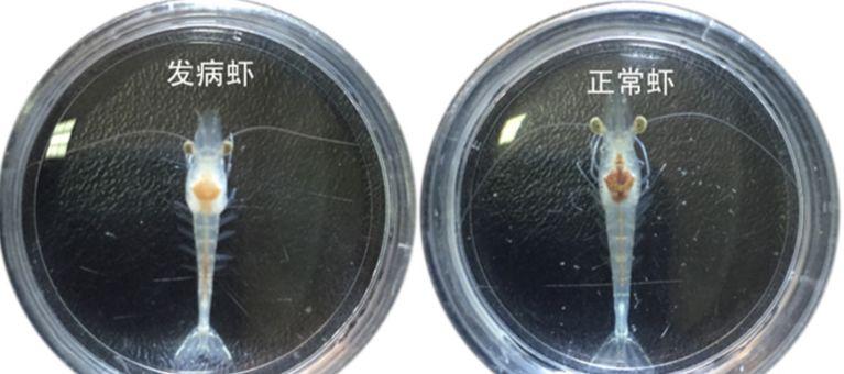 精油的毒性,微生物制剂在对虾应用