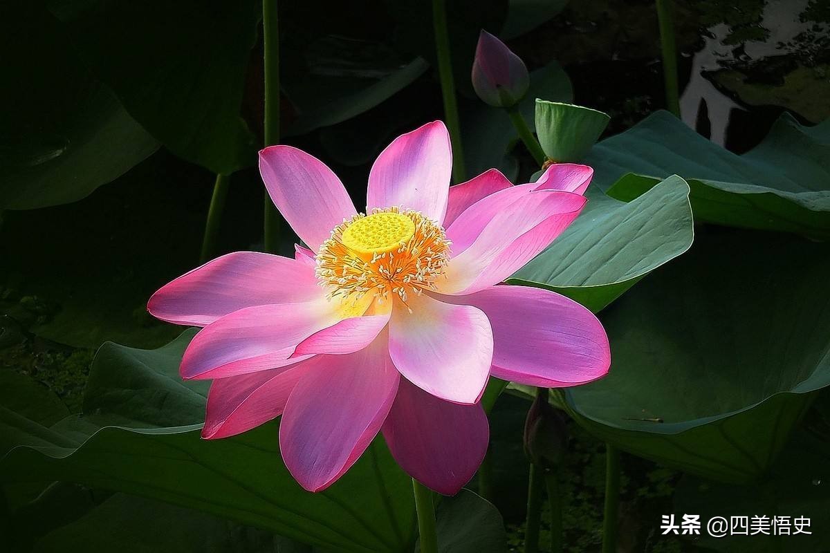 荷花出淤泥而不染濯清涟而不妖,濯清涟而不妖说的是荷花还是莲花