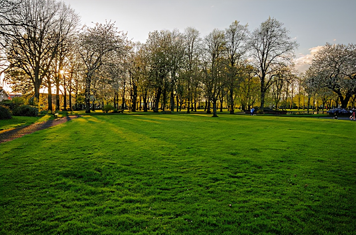 为什么国外没有绿化带,为什么欧洲没有绿化带