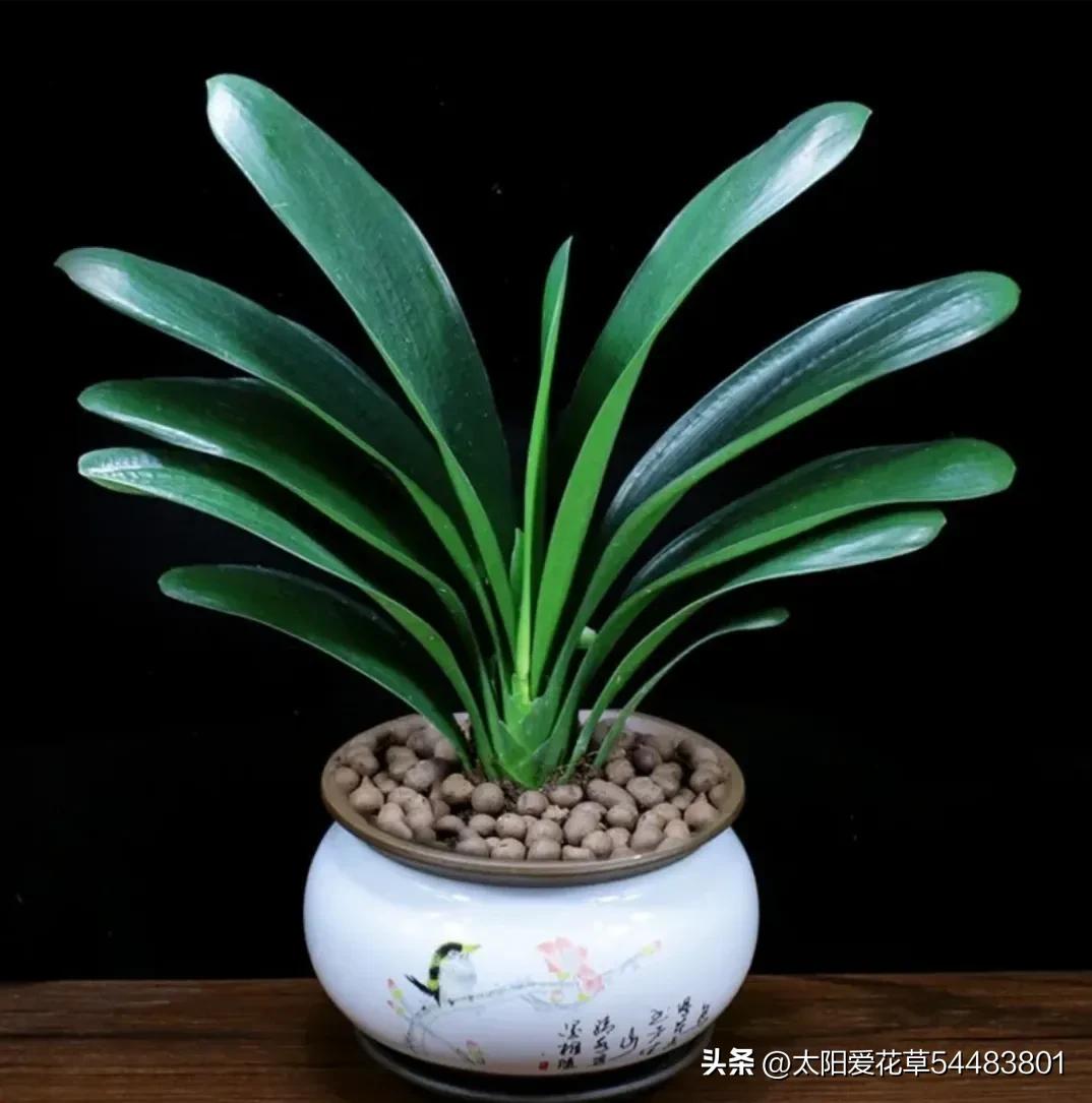 君子兰怎么养才能旺盛容易开花,怎么养君子兰才能开花茂盛