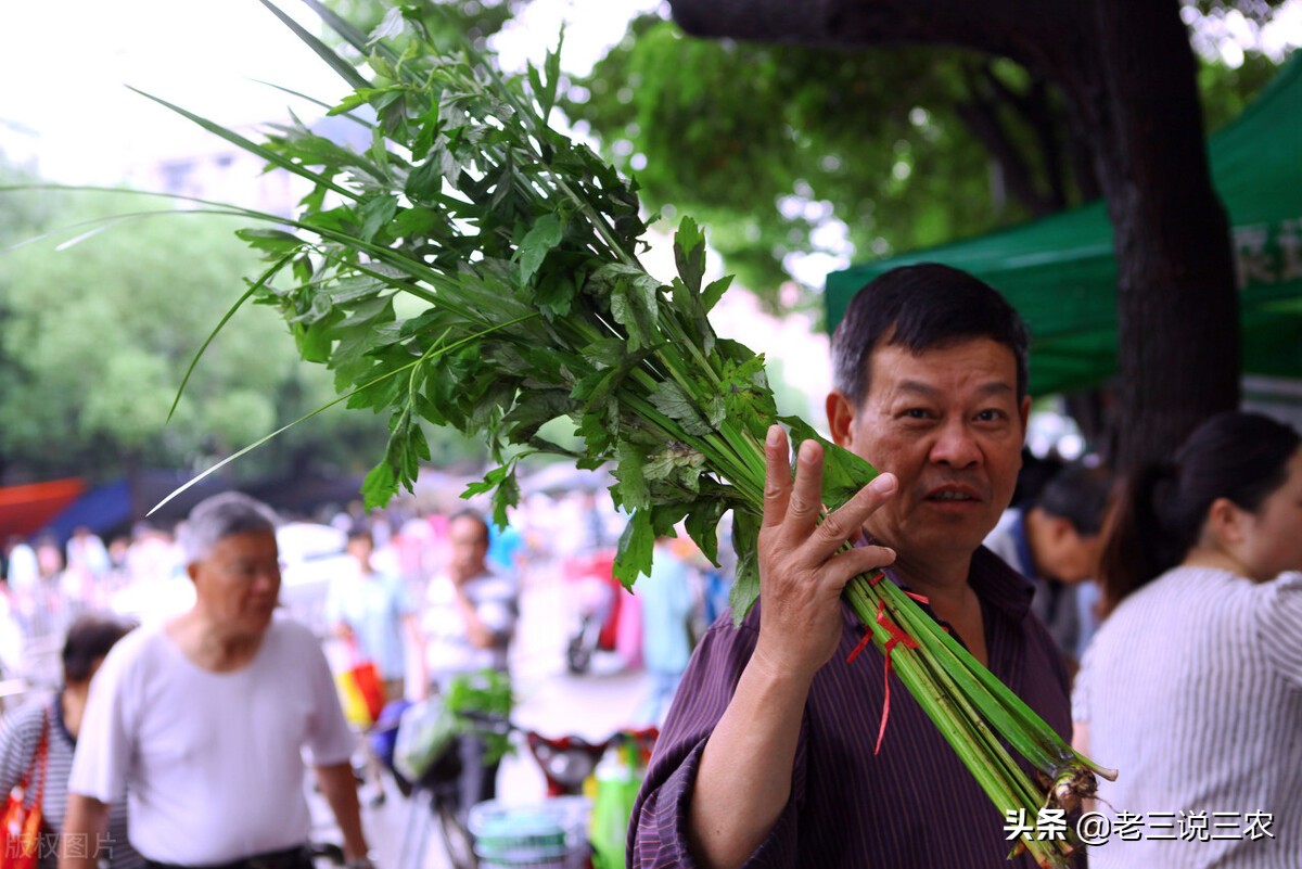 养兔技术喂兔用的主要能量饲料,能让兔子长得又快又好的饲料配方