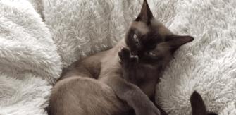 小公猫绝育有什么注意事项,绝育猫知识科普