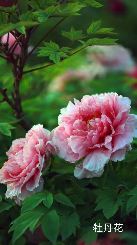 100种花草图片欣赏,50种花草图片大全