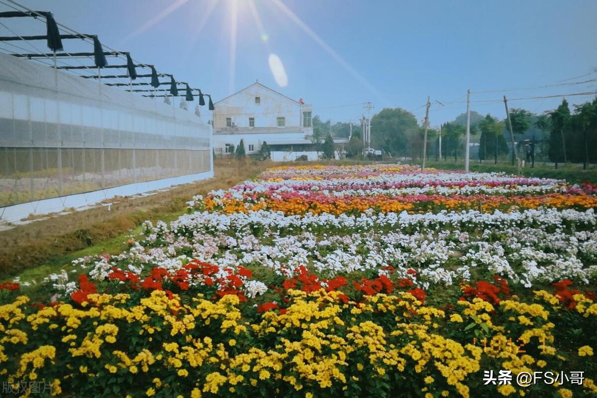 比利时杜鹃、非洲紫罗兰“洋花”遍地开花，“顺菊”何时再灿烂？