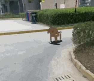 这届学生，开始在宿舍遛“纸狗”了