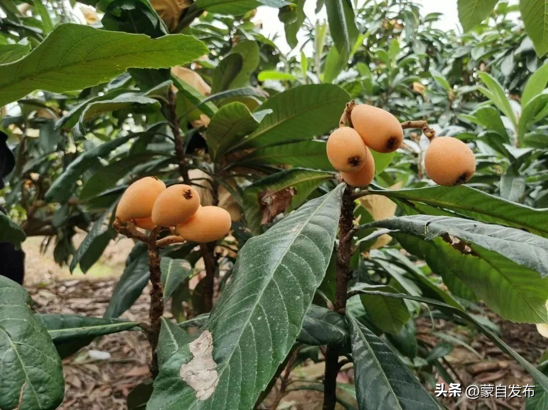 年入50万能赚多少钱,年入50万的小生意赚钱