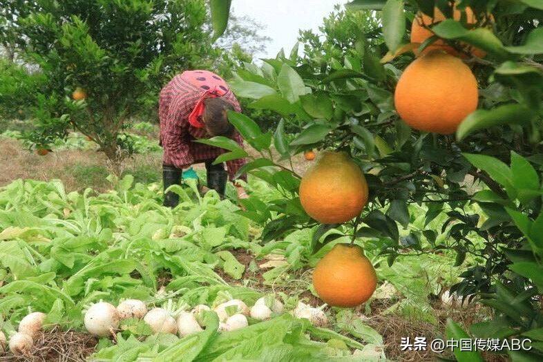 爱心蔬菜送环卫工,感恩蔬菜温暖环卫工人心