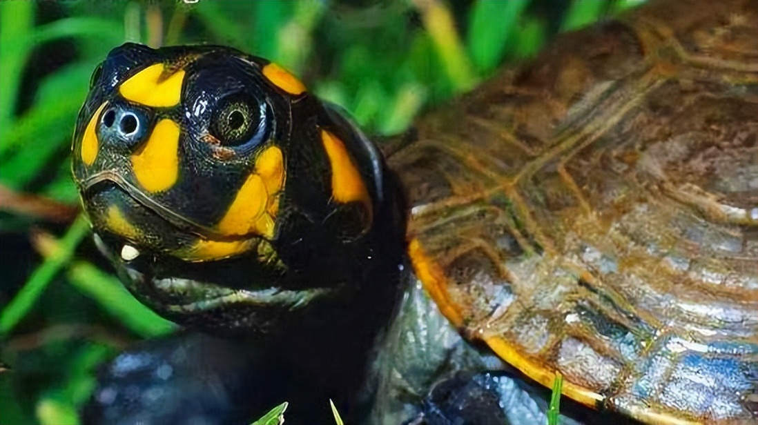 黄头侧颈龟饲养方法和注意事项,黄头侧颈龟长大怎么变黑色了