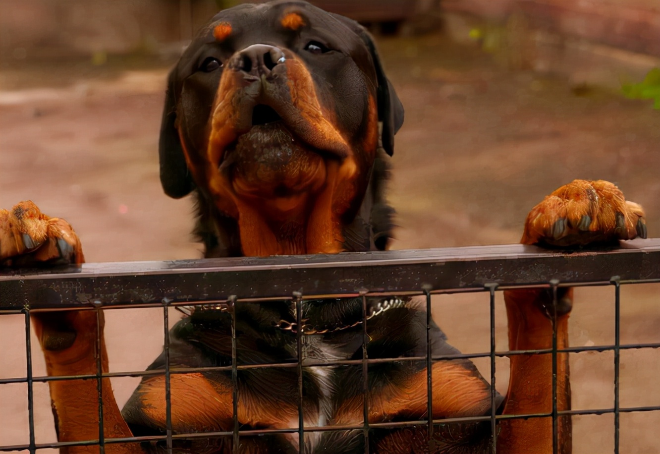 罗威纳不吃饭是什么原因？