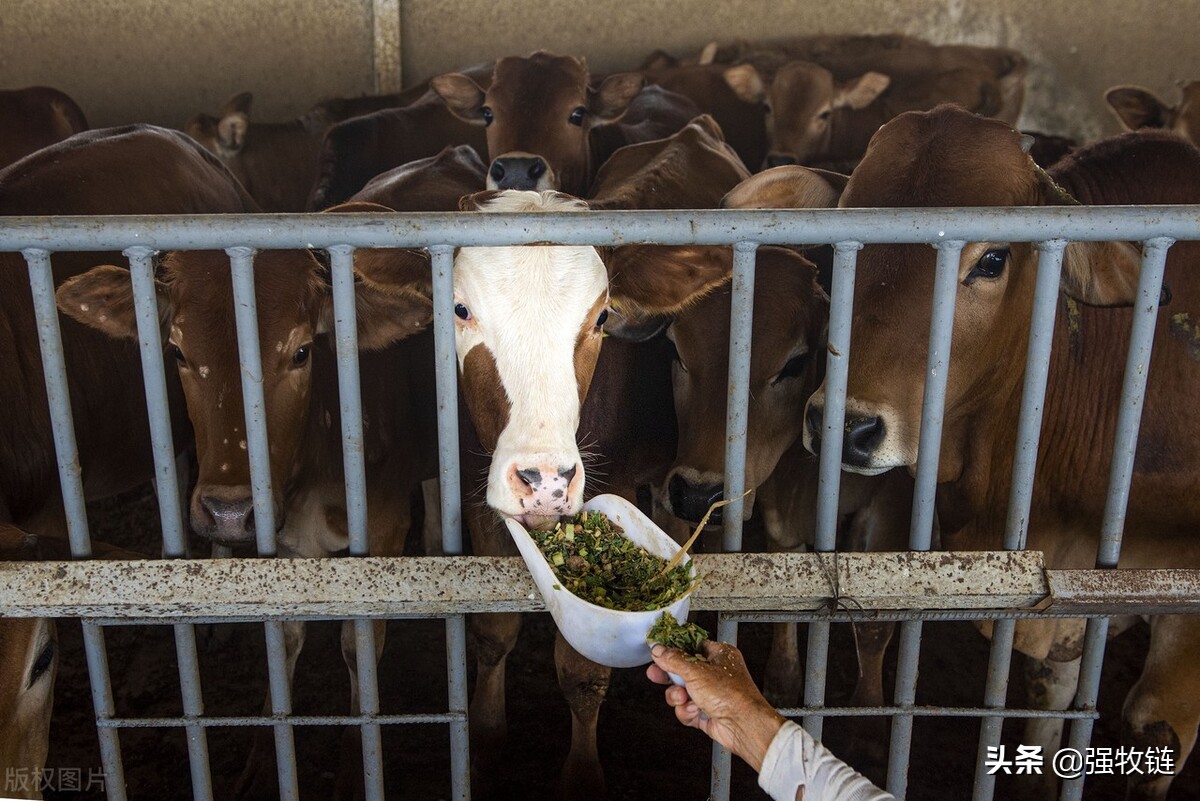 牛突然不站什么原因,牛十多天了不反刍怎么治疗