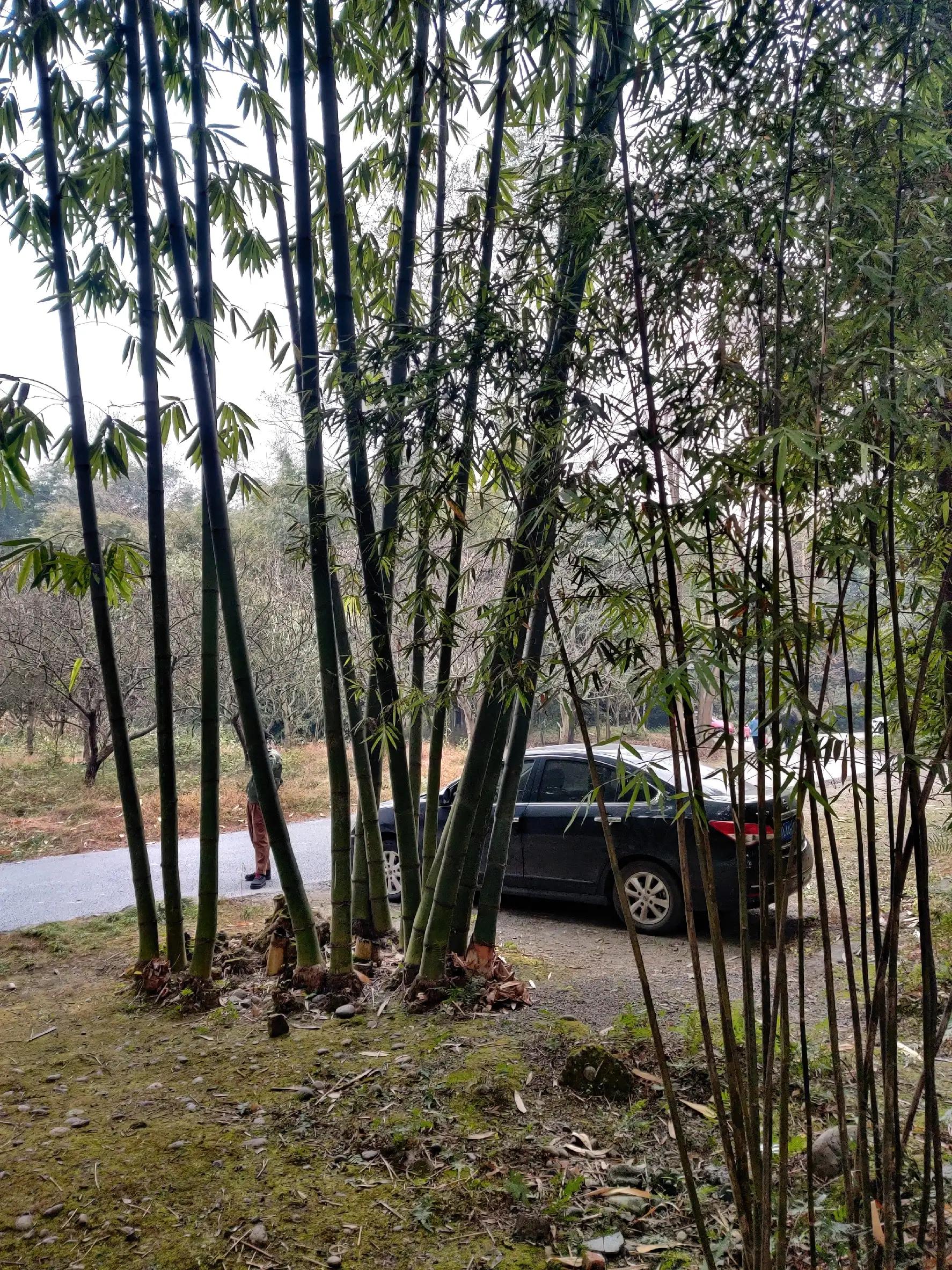 美味柴火鸡铁锅炖,美味柴火鸡汤