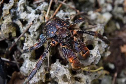 纽埃：首个黑暗夜空国家，中国可在此建太空探测基地