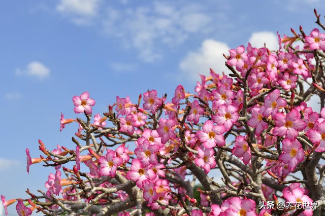 养这10种花越养家里越干净,这8种花最旺家只需养一盆