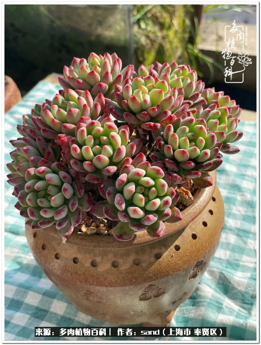 养点花草给生活添点乐趣,养点花花草草心情自然会好