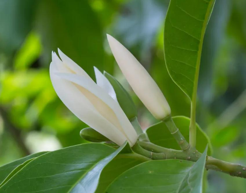 适合阳台养光照少的花四季开花,适合阳台上一年四季好养的花