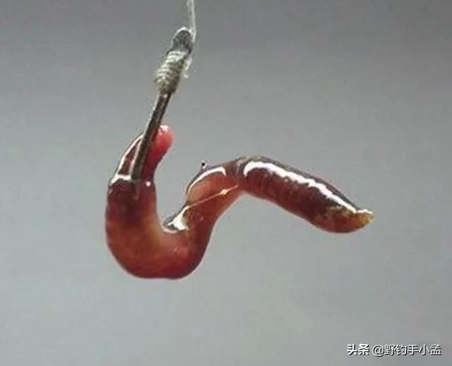蚯蚓钓鱼正确挂法视频,蚯蚓缠绕挂钩法能活多久