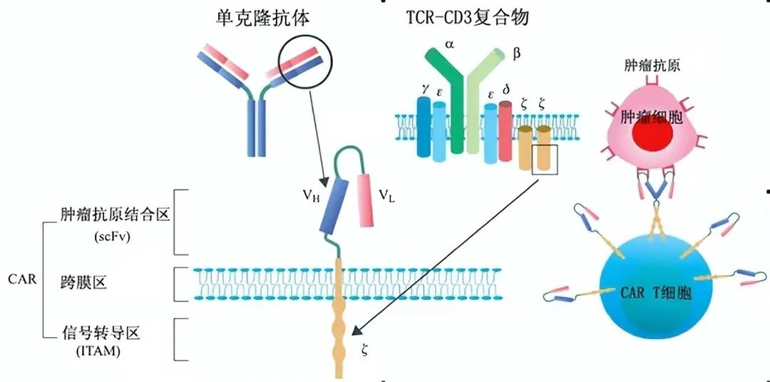 120万抗癌药真的能彻底终结癌症吗,120万一针抗癌药危险期几天